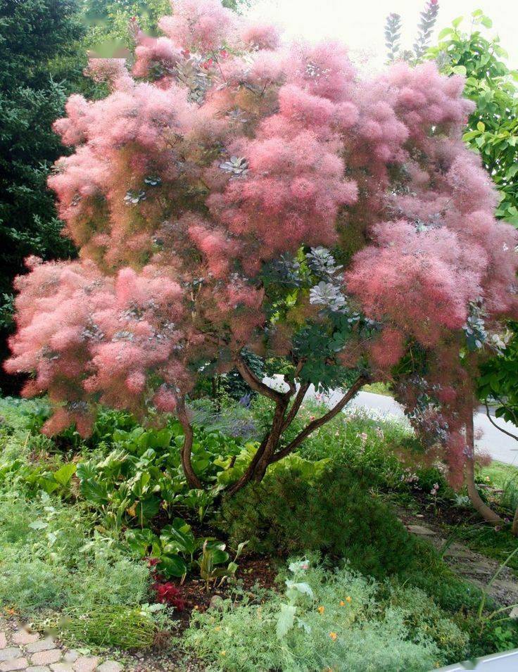 冬季养绿植适合种什么花_冬季适合养的绿植_冬季养绿植适合什么花