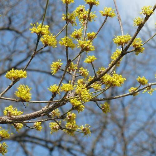 冬季养绿植适合什么花_冬季适合养的绿植_冬季养绿植适合种什么花