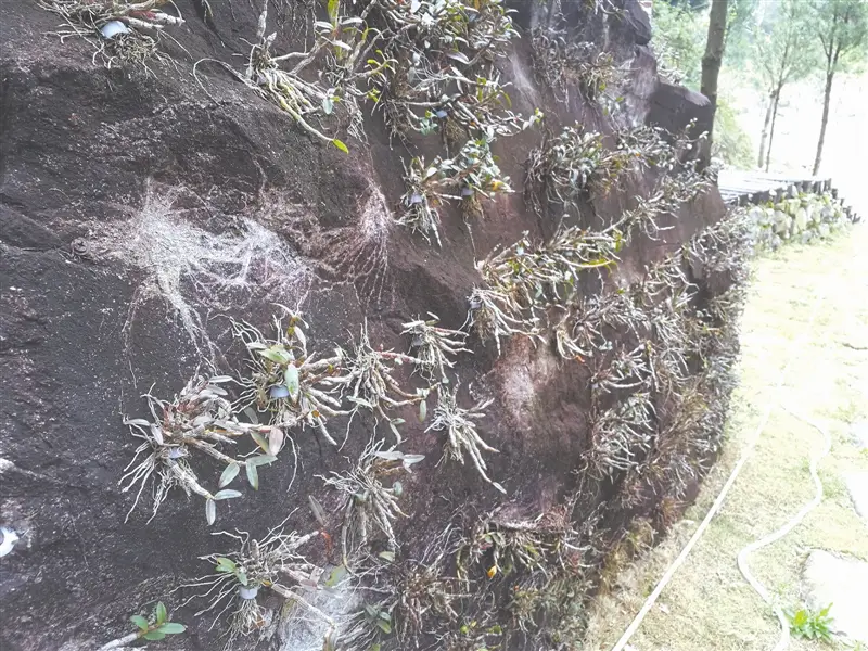 铁皮石斛种植视频教程_铁皮石斛的种植方法_怎样种植铁皮石斛生长环境条件