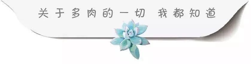 小花盆适合种什么_适合小花盆种的植物_小花盆适合种什么绿植