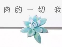 给绿植打造高级感，不如从花盆入手