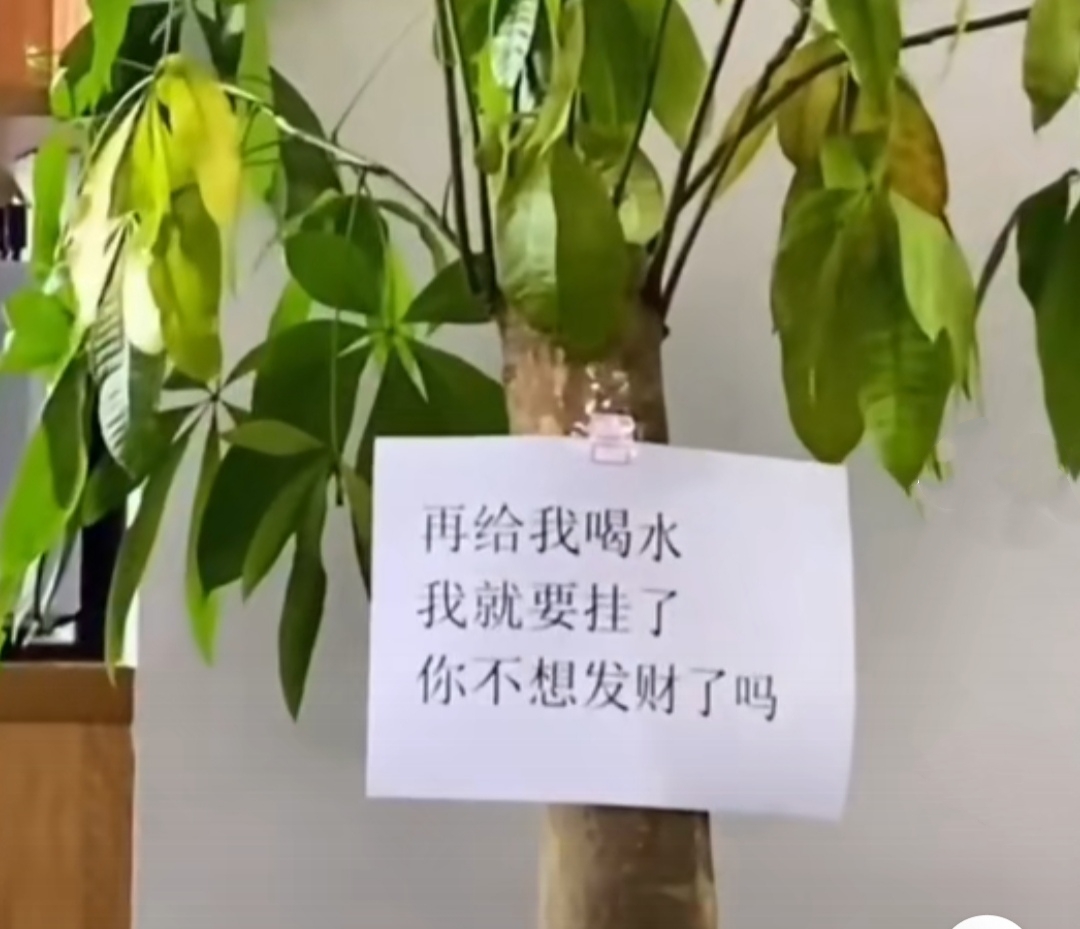 客厅摆绿植有什么讲究_放在客厅的绿植什么比较好_客厅绿植放在好比较好的地方