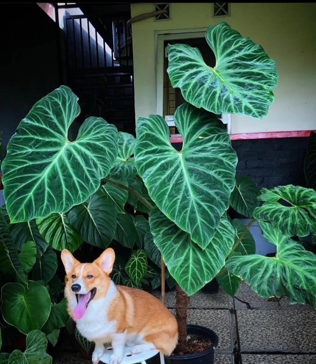 客厅摆绿植有什么讲究_客厅绿植放在好比较好的地方_放在客厅的绿植什么比较好