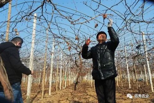 敌敌畏是酸性还是碱性农药_敌杀死酸碱性_农药敌敌畏是酸性的还是碱性的