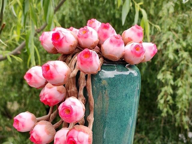 多肉花语寓意_花语植物多肉是什么品种_多肉植物的花语是什么