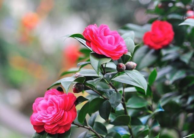 冬天室外冻不死的绿植有哪些_冬天植物冻死_冬天室外冻不死的绿植树