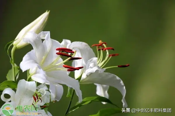 百合什么时候种植最好_百合种植时间需要多久_百合种植时候好养吗