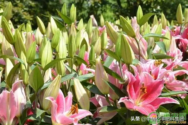 百合什么时候种植最好_百合种植时间需要多久_百合种植时候好养吗