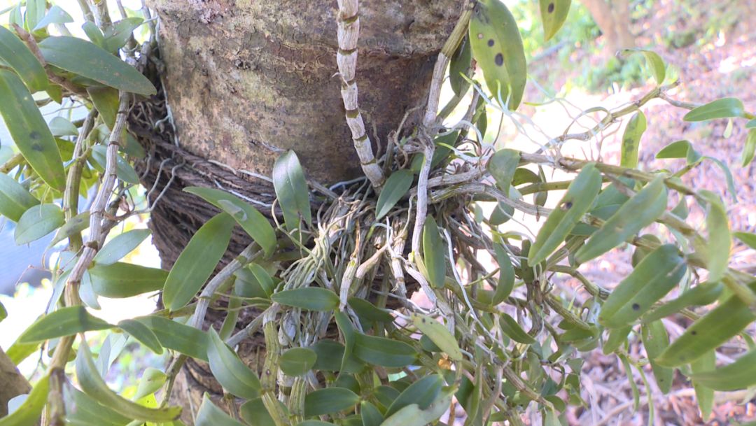 种植铁皮石斛的效益_种植铁皮石斛能赚钱吗_铁皮石斛种植