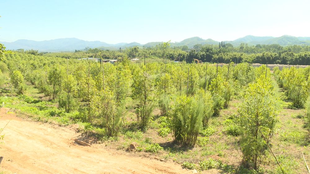 铁皮石斛种植_种植铁皮石斛的效益_种植铁皮石斛能赚钱吗