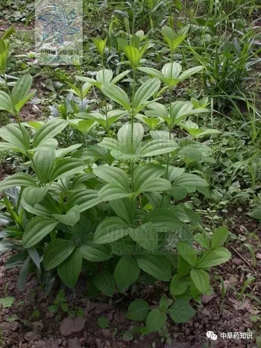 药材百部_药材种植前景好的品种_药材百部