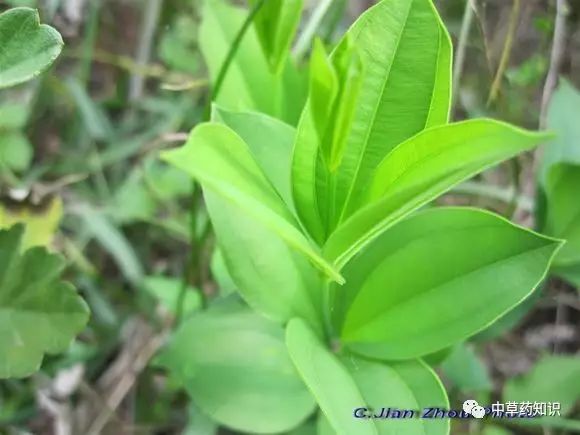 药材百部_药材种植前景好的品种_药材百部