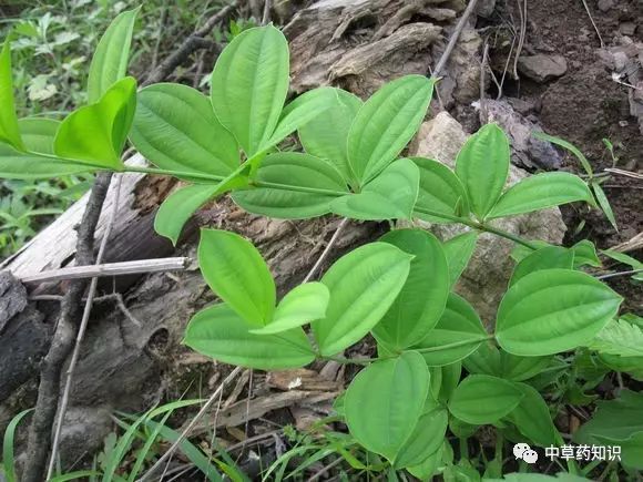 药材百部_药材百部_药材种植前景好的品种