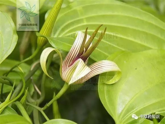 药材百部_药材种植前景好的品种_药材百部