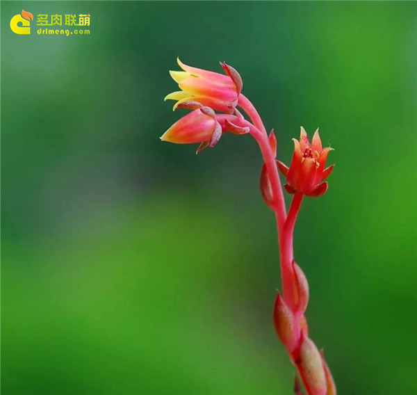 植物多肉小练笔200字_小植物多肉植物_植物多肉小练笔