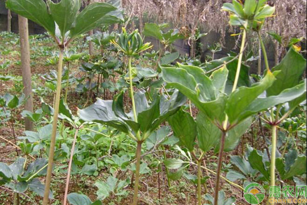 药材种植有补贴吗_药材种植有哪些_药材种植有前景吗