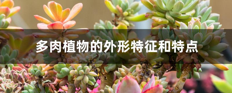 开花植物多肉图片_什么多肉植物不开花_开花的多肉植物