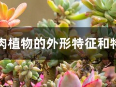 多肉植物的外形特征和特点