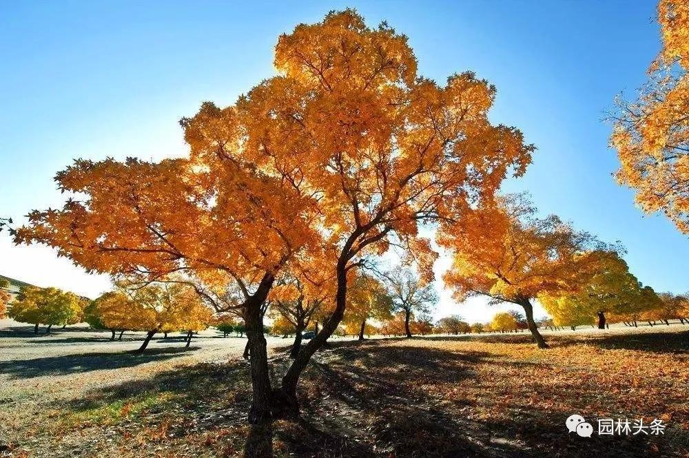 北方种植树适合流苏树吗_北方适宜树种_流苏树适合北方种植吗