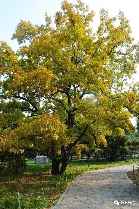 北方适宜树种_北方种植树适合流苏树吗_流苏树适合北方种植吗