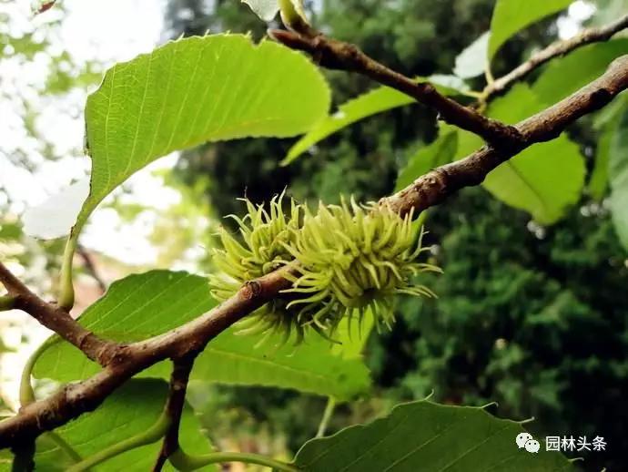 北方种植树适合流苏树吗_北方适宜树种_流苏树适合北方种植吗