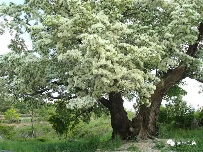 北方种植树适合流苏树吗_北方适宜树种_流苏树适合北方种植吗