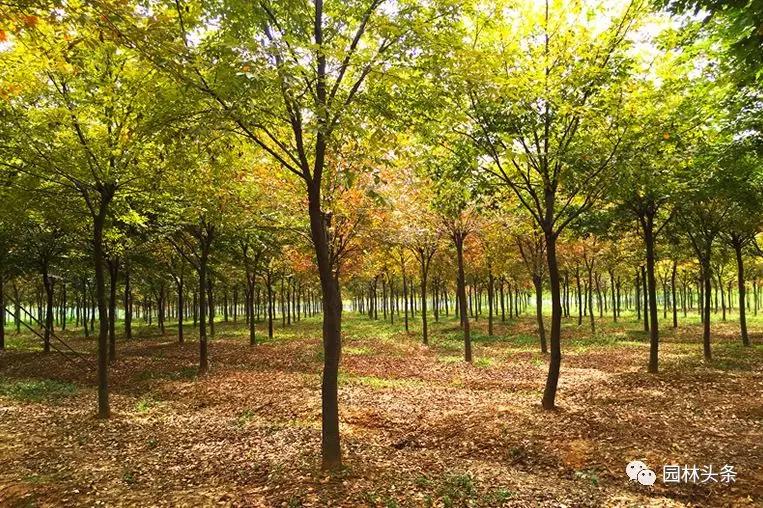 北方种植树适合流苏树吗_流苏树适合北方种植吗_北方适宜树种