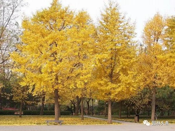 北方适宜树种_北方种植树适合流苏树吗_流苏树适合北方种植吗