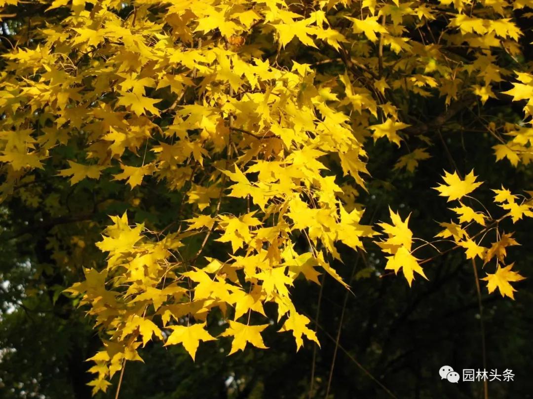 北方种植树适合流苏树吗_流苏树适合北方种植吗_北方适宜树种