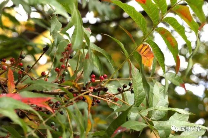 流苏树适合北方种植吗_北方种植树适合流苏树吗_北方适宜树种