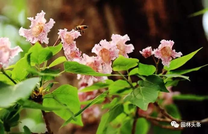 北方适宜树种_流苏树适合北方种植吗_北方种植树适合流苏树吗