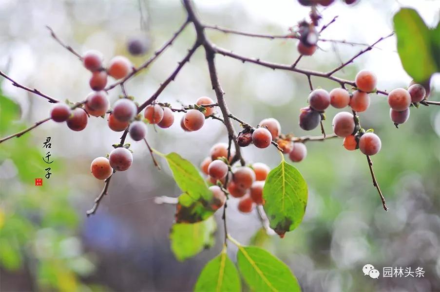 北方适宜树种_北方种植树适合流苏树吗_流苏树适合北方种植吗