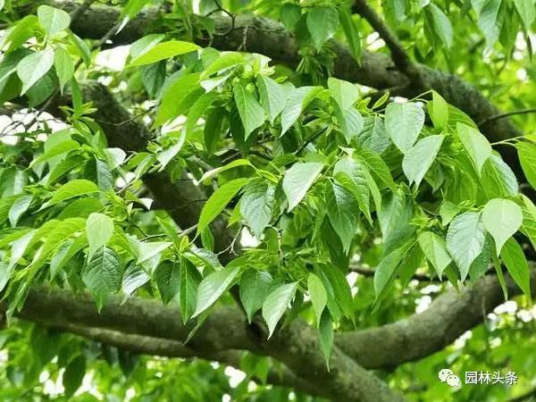 北方种植树适合流苏树吗_流苏树适合北方种植吗_北方适宜树种