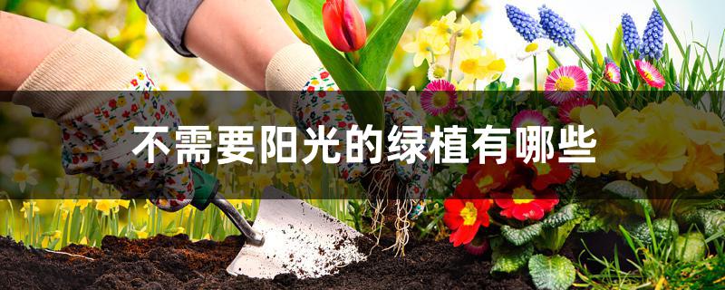 哪种绿植不需要阳光_阳光种绿植需要什么肥料_阳光种绿植需要浇水吗