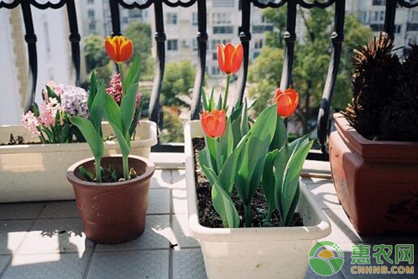 庭院耐寒绿化植物四季常绿_四季常青又耐寒的庭院绿植_庭院常绿耐寒观叶植物