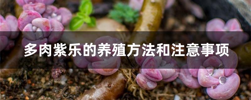 多肉换盆注意事项_多肉换盆用换土吗_换盆的多肉要浇水吗