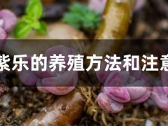 多肉紫乐的养殖方法和注意事项