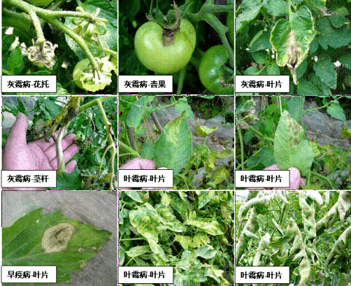 农药细菌杀菌剂大全列表_杀细菌的农药_农药细菌杀菌剂药物有哪些种类