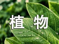 多肉植物千佛手怎么爆盆