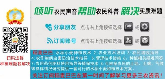 小麦农药促进分蘖的措施_小麦农药促进分蘖的原因_促进小麦分蘖的农药