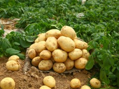 土豆的种植时间一般是在几月？种植方法有哪些？