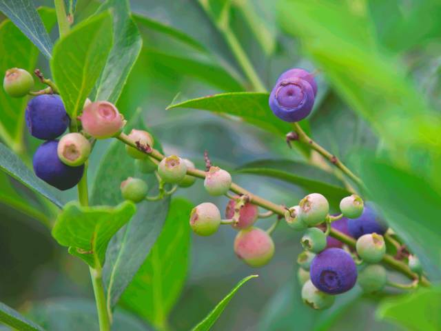 蓝莓农药多吗_蓝莓的农药残留多吗_蓝莓农药打的多吗