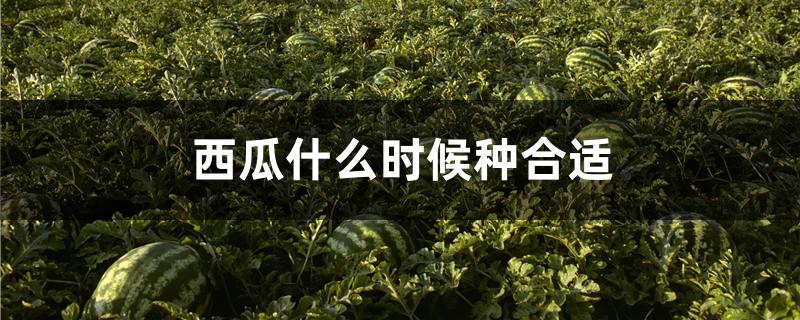 西瓜种啥时候种_西瓜种植时候好浇水吗_西瓜什么时候种植最好