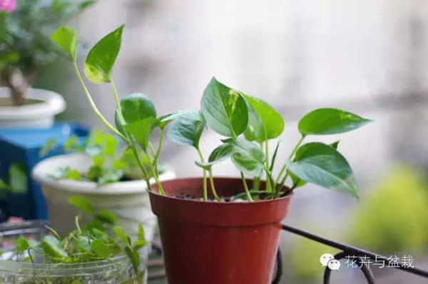 常用室内绿植品种_常用室内绿植有哪些_室内常用绿植