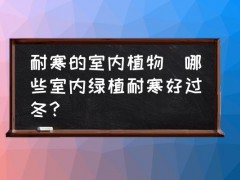 耐寒的室内植物(哪些室内绿植耐寒好过冬？)