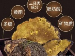 云南耘禾农业桑黄种植技术为农户开辟桑黄种植新天地