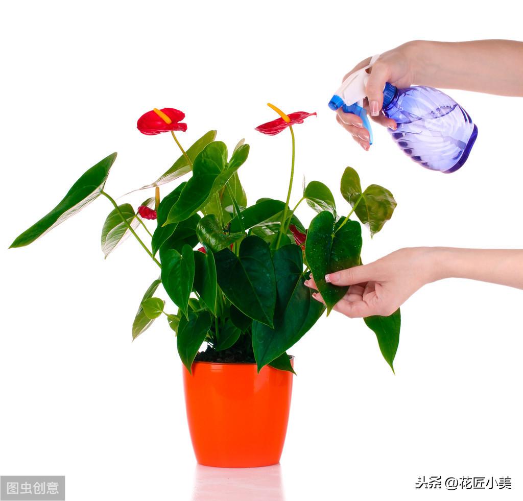 绿植适合放家里有香味吗_绿植放家里有什么好处_家里适合放的绿植有哪些