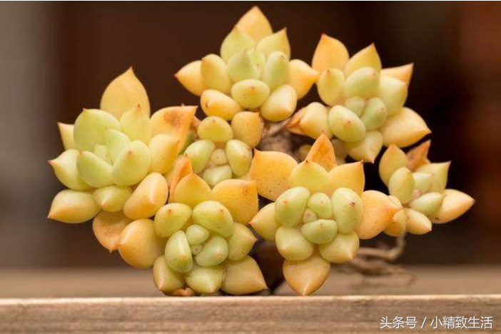 莲花状植物多肉有哪些品种_莲花状多肉植物有哪些_莲花状植物多肉有哪些