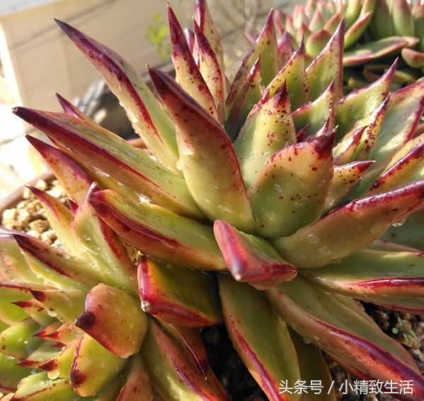 莲花状植物多肉有哪些品种_莲花状多肉植物有哪些_莲花状植物多肉有哪些