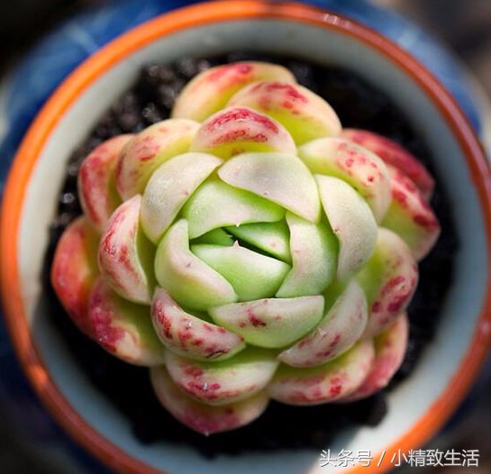 莲花状植物多肉有哪些_莲花状植物多肉有哪些品种_莲花状多肉植物有哪些